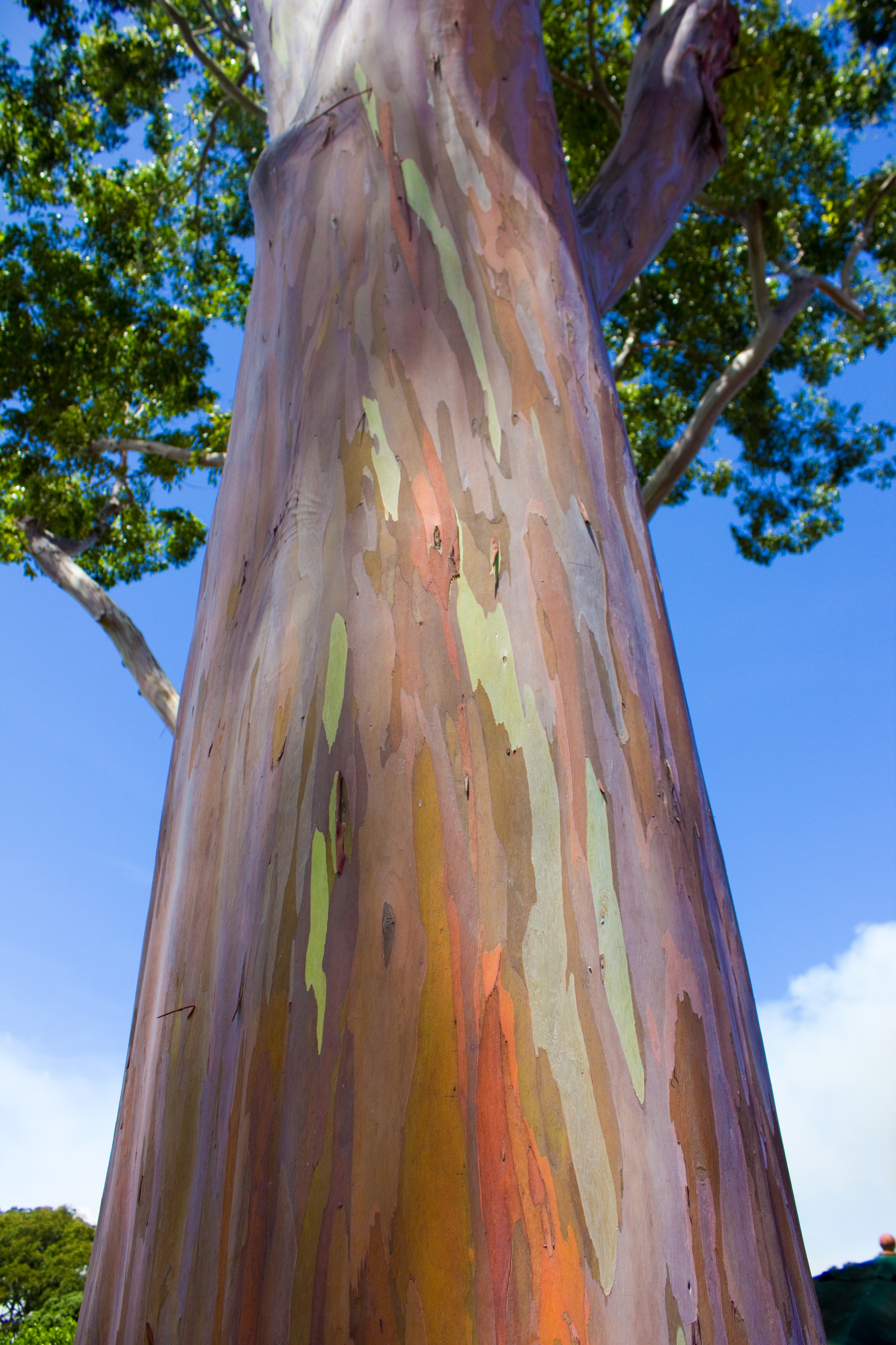 rainboweucalyptus.jpg